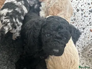 Goldendoodle dogs *Reduced* -Last available pup! - Advert 6