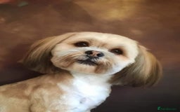 Lhasa Apso dogs for stud: KC reg Gorgeous Lhasa apso(PROVEN) in Irvine - Image 1