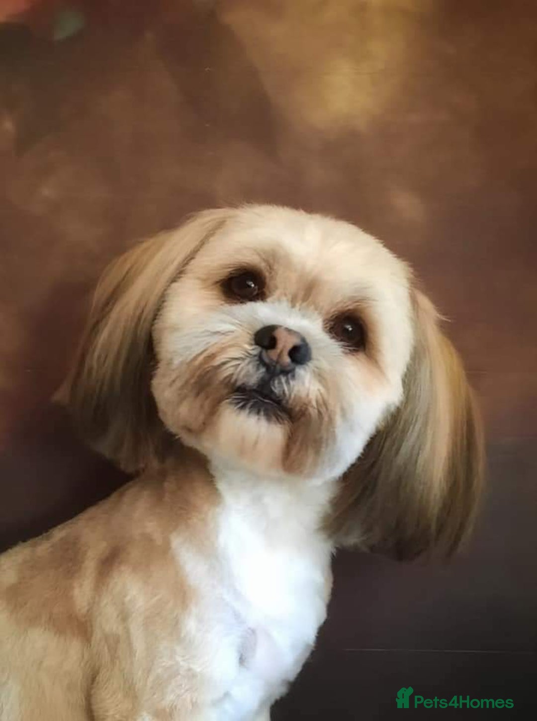Lhasa Apso dogs for stud: KC reg Gorgeous Lhasa apso(PROVEN) in Irvine - Image 1