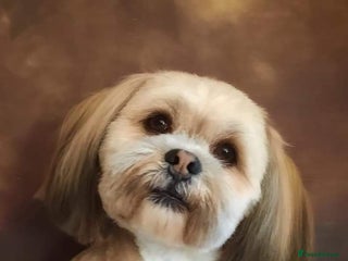 Lhasa Apso dogs KC reg Gorgeous Lhasa apso(PROVEN) in Irvine - Advert 5