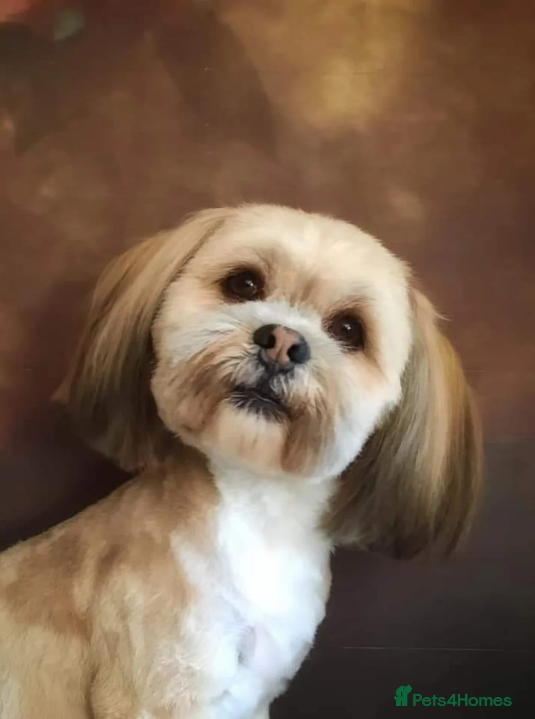 Lhasa Apso dogs for stud: KC reg Gorgeous Lhasa apso(PROVEN) in Irvine - Advert 1