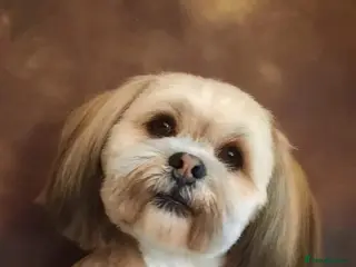 Lhasa Apso dogs KC reg Gorgeous Lhasa apso(PROVEN) in Irvine - Advert 6