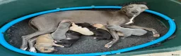Whippet dogs for sale: Beautiful KC Whippet Puppies - Advert 7