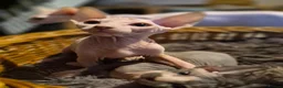 Sphynx cats for sale: Pick of litter left 1 stunning male sphynx kitten - Advert 7