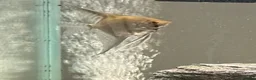 Angelfish fish for sale: Tropical Angelfish £30 - Advert 3