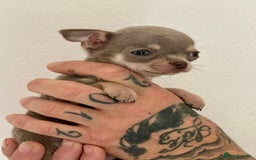 Chihuahua dogs for sale: Stunning KC Chihuahua puppies 🇬🇧 bloodlines - Image 10