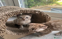 Bengal cats for sale: Beautiful Bengal Kittens Tica Registered 🌈🐾 - Image 19