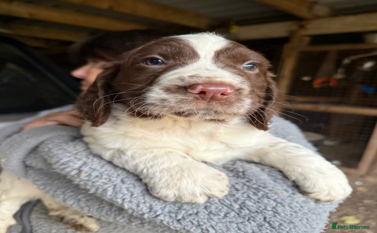 Sprocker dogs - Advert 1