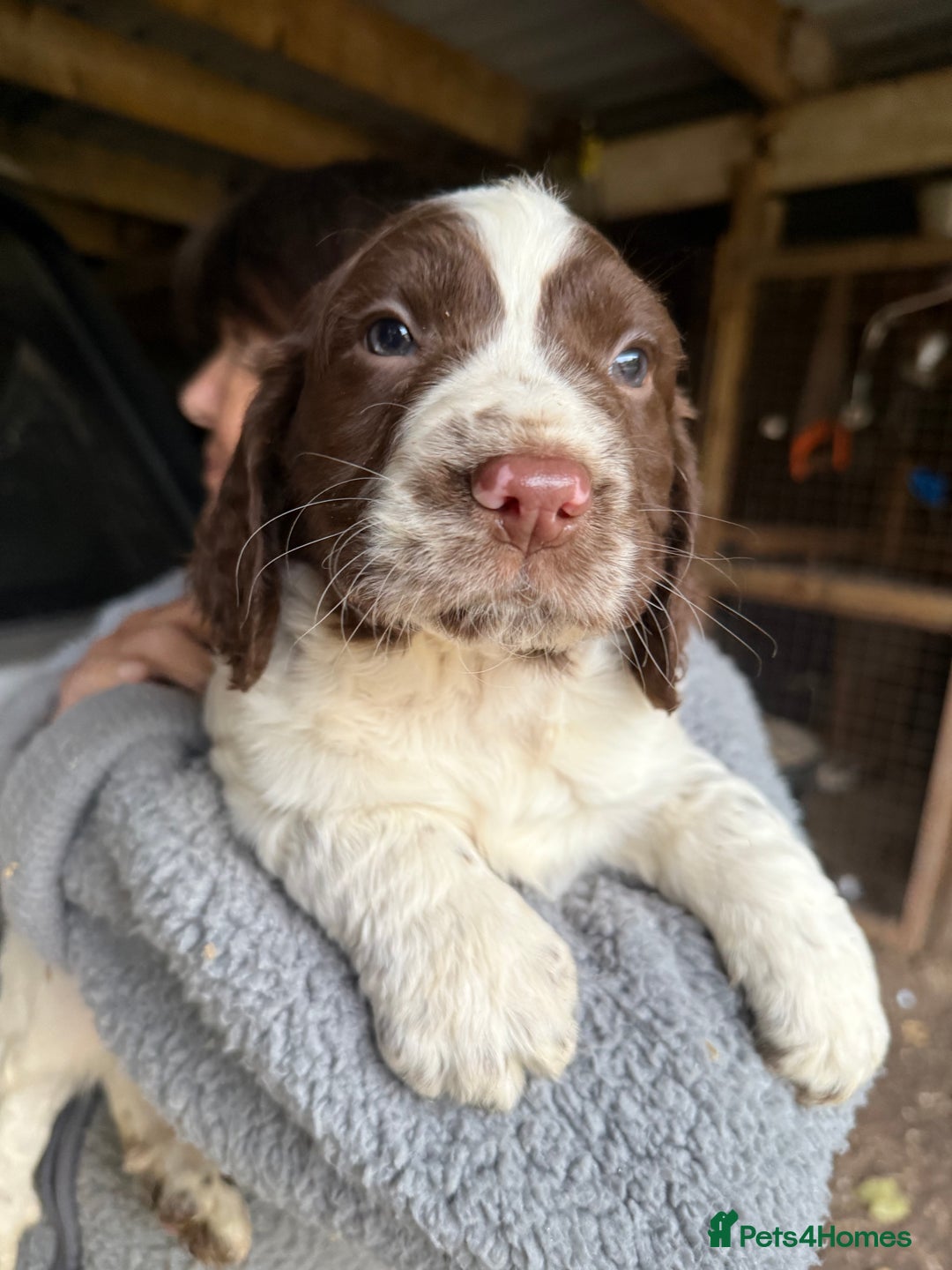 Sprocker dogs for sale: 4 beautiful sprocker pups  - Image 1
