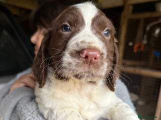 Sprocker dogs - Advert 27