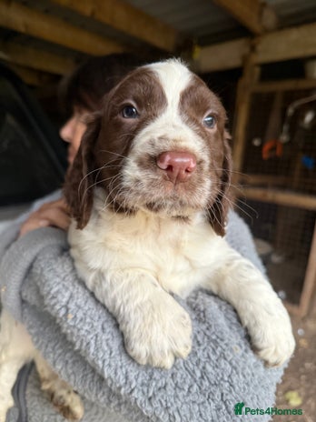 Sprocker dogs - Advert 1