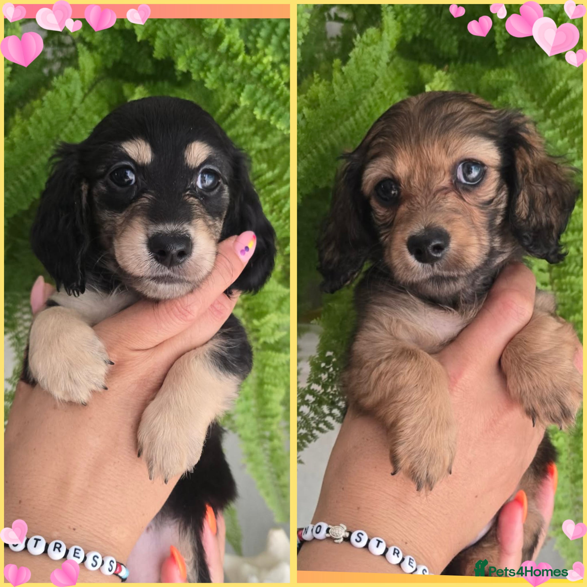Miniature Dachshund dogs 🌟KC reg.Miniature LH Dachshund Puppies 🌟  - Advert 15