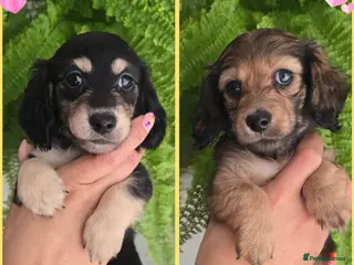 Miniature Dachshund dogs 🌟KC reg.Miniature LH Dachshund Puppies 🌟 - Advert 15