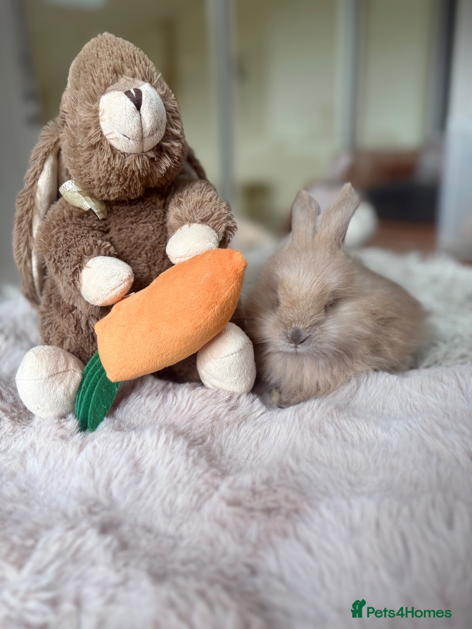 Angora rabbits Beautiful Angora rabbits - Advert 5
