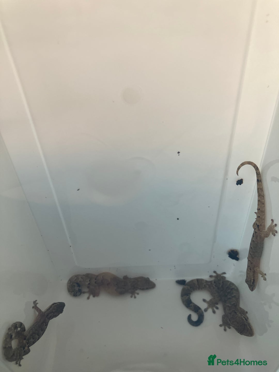 Gecko reptiles for sale: Mourning Gecko - Image 2