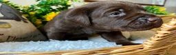 Labrador Retriever dogs for sale: STUNNING Chocolate Labrador Puppies  - Advert 23