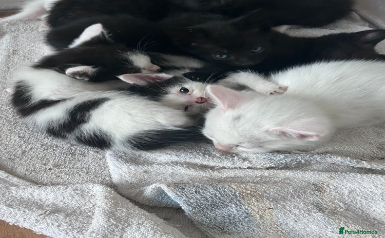 Mixed Breed cats - Advert 3