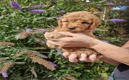 Cockapoo dogs for sale: EXCEPTIONAL HEALTH TESTED SHOW TYPE COCKAPOOS F1B - Image 13