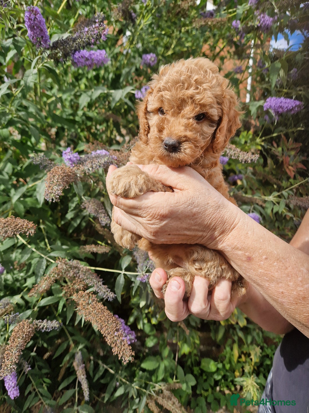 Cockapoo dogs for sale: EXCEPTIONAL HEALTH TESTED SHOW TYPE COCKAPOOS F1B - Image 13