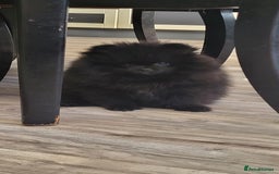 Pomeranian dogs for sale: KC registered  ** mall black Pomeranian Boys - Image 6
