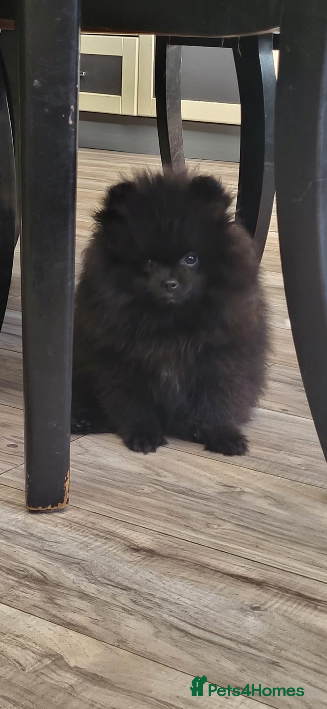 Pomeranian dogs for sale: KC registered  ** mall black Pomeranian Boys - Image 6