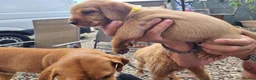 Mixed Breed dogs for sale: Viszlador puppies  - Advert 7