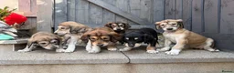 Saluki dogs for sale: Male  Saluki puppy 10 weeks old  - Advert 15