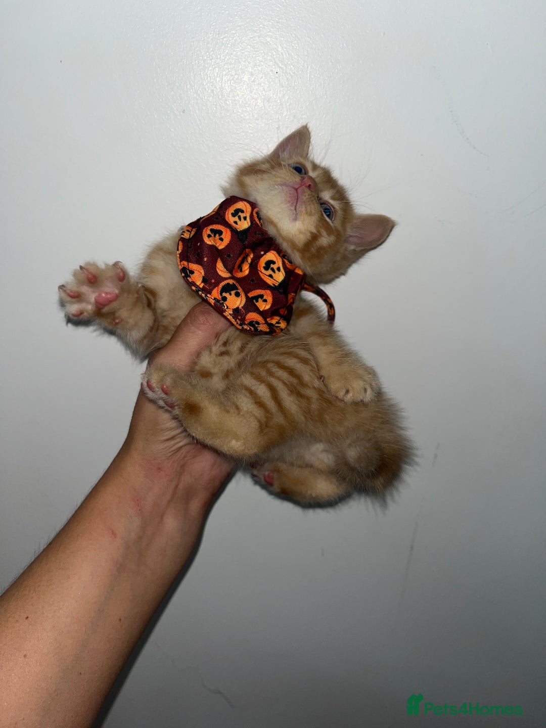 British Shorthair cats for sale: British shorthair X ragdoll  - Image 9