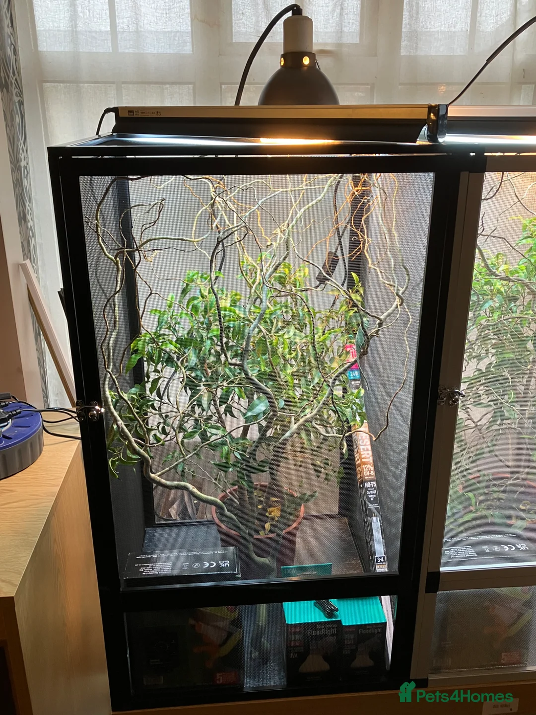 Chameleon reptiles for sale: Yemen Chameleon + Vivarium Setup Kit - Advert 2