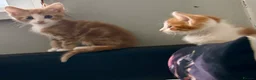 British Shorthair cats for sale: Two adorable Ginger kittens - Advert 1