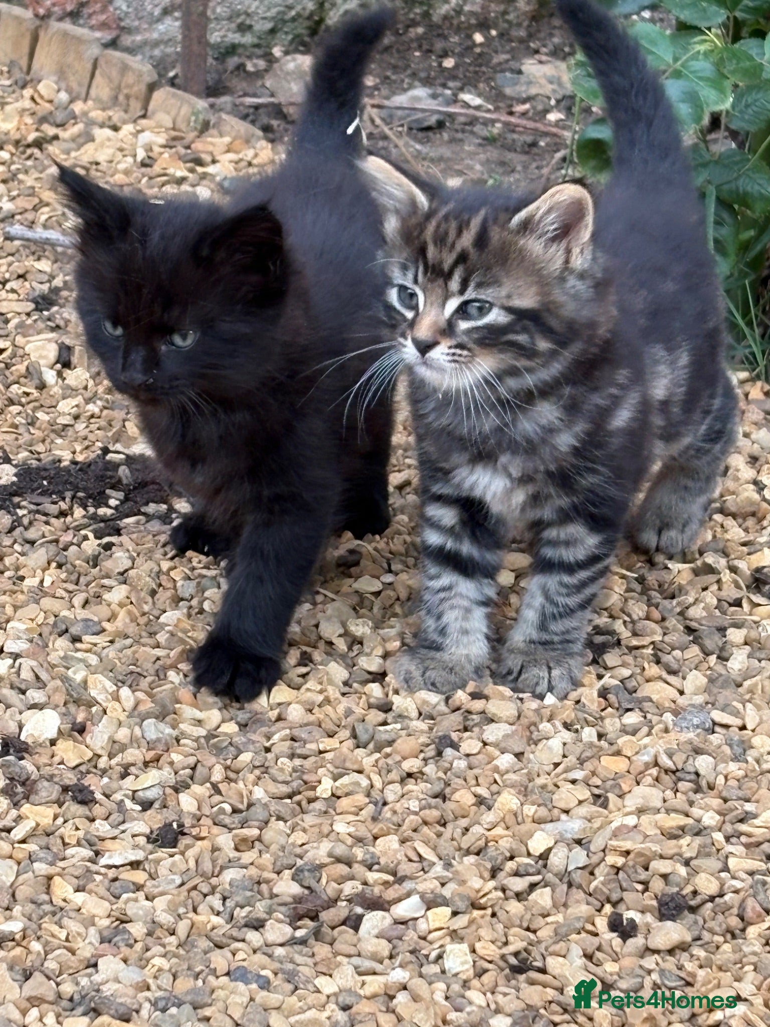 Mixed Breed cats Beautiful Tabby kittens for sale - Advert 1