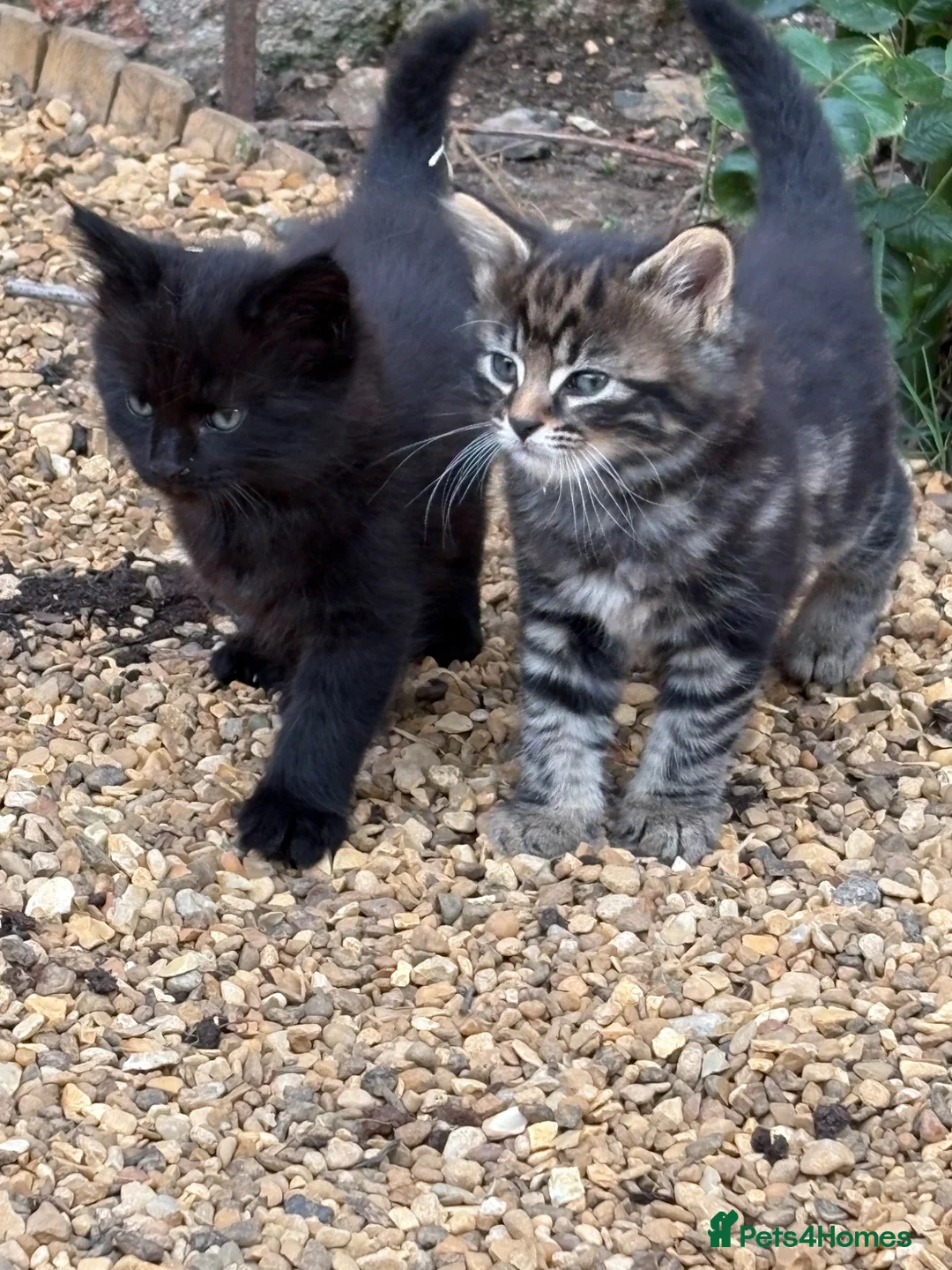 Mixed Breed cats for sale: Beautiful Tabby kittens for sale - Advert 1