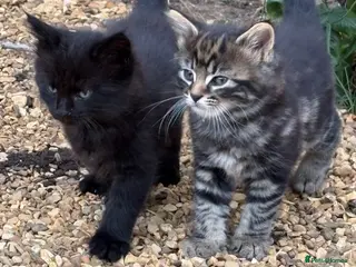 Mixed Breed cats Beautiful Tabby kittens for sale - Advert 1