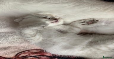 Scottish Fold cats - Advert 3