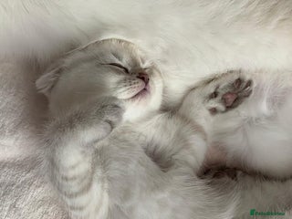 Scottish Fold cats - Advert 26