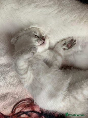 Scottish Fold cats - Advert 7