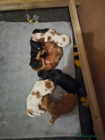 Cocker Spaniel dogs Lovely Cocker Spaniel Puppies From Our Family Dogs - Advert 9