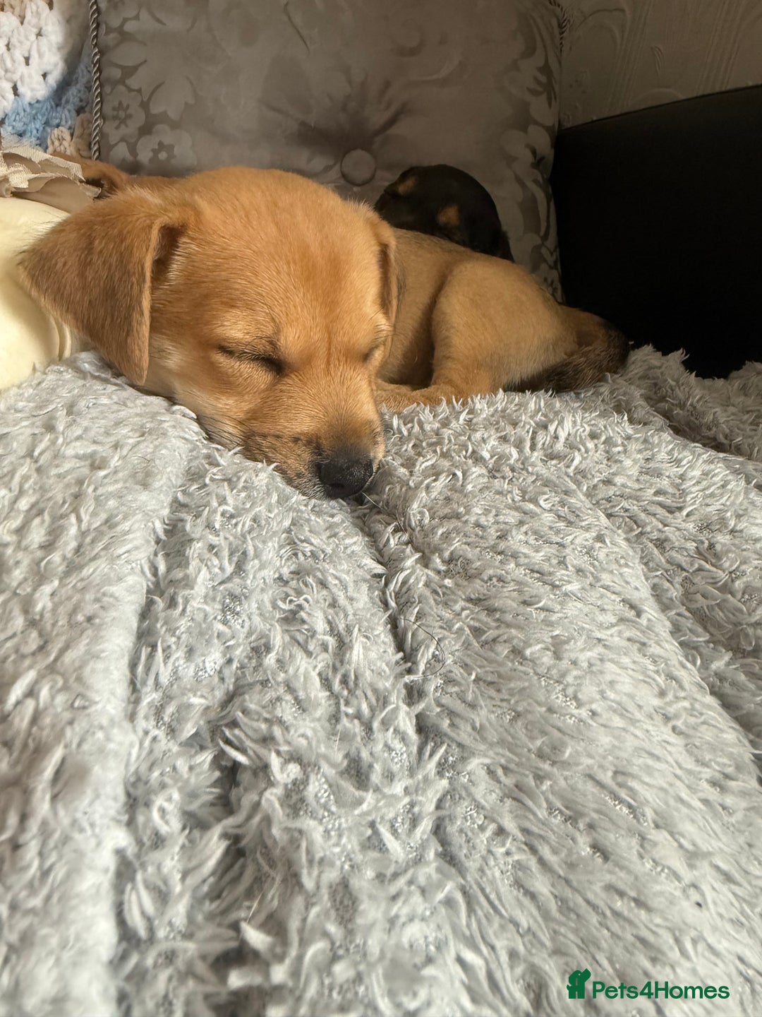 Mixed Breed dogs for sale: Lakeland/patterdale cross Jackchi puppies  - Image 9