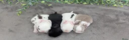 Mini Lop rabbits for sale: Mini lops to reserve - Advert 2