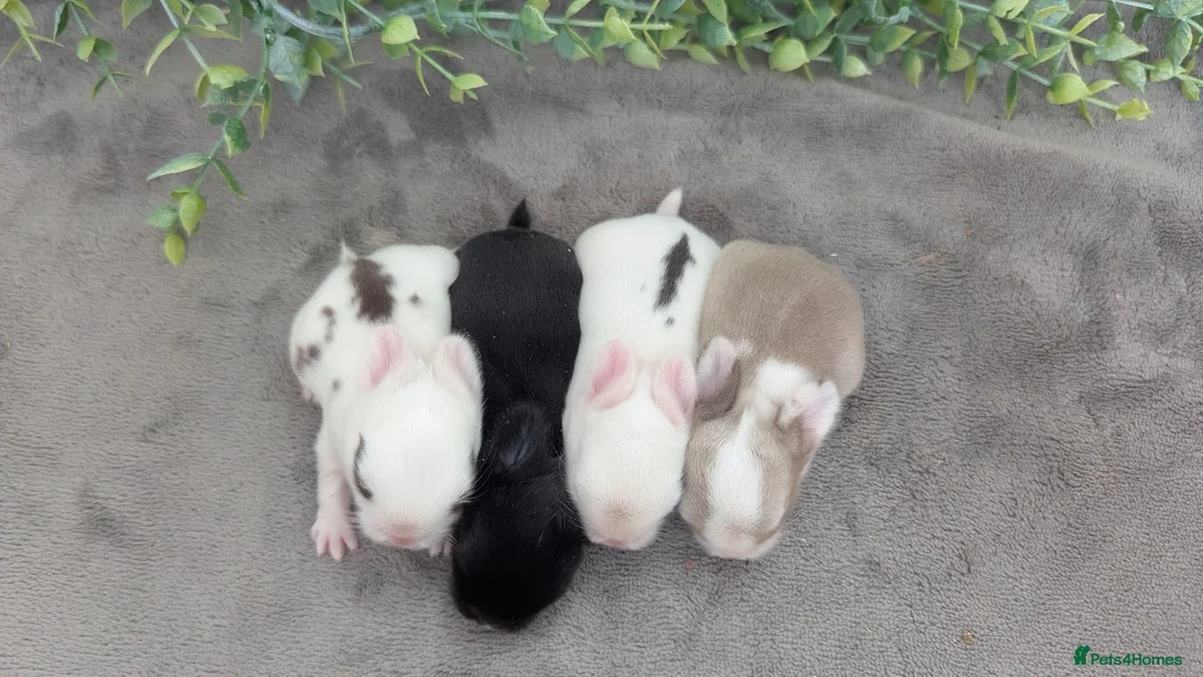 Mini Lop rabbits for sale: Mini lops to reserve - Advert 2