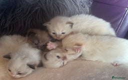 Ragdoll cats for sale: Tortie flame mink sepia tica  - Image 8