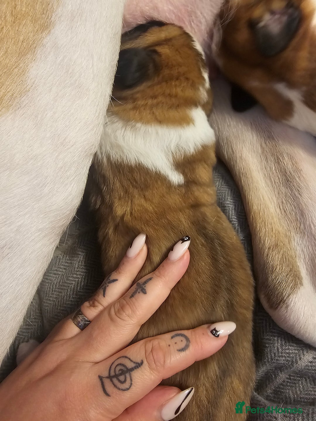 Saint Bernard dogs for sale: 6th Generation St Bernard KC Reg puppies - Image 13
