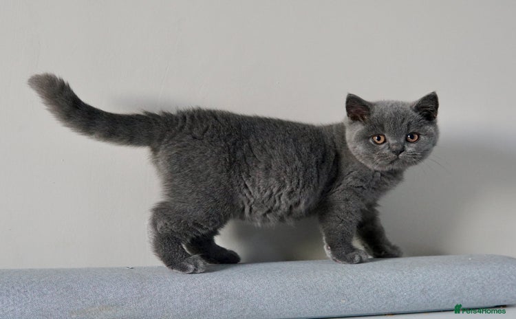 British Shorthair cats [Ready Now] GCCF Blue British shorthair boy - Advert 10