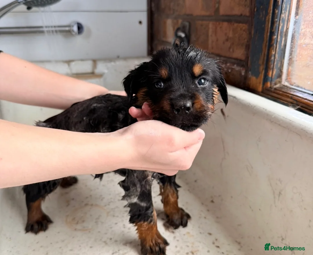 Rottweiler dogs for sale: 8 Rottweiler Pups (ONLY 2 LEFT) - Advert 2