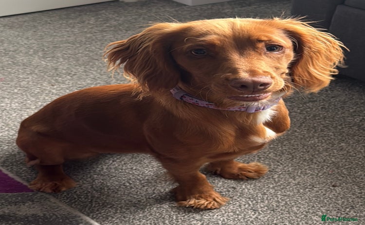 Cocker Spaniel dogs - Advert 4
