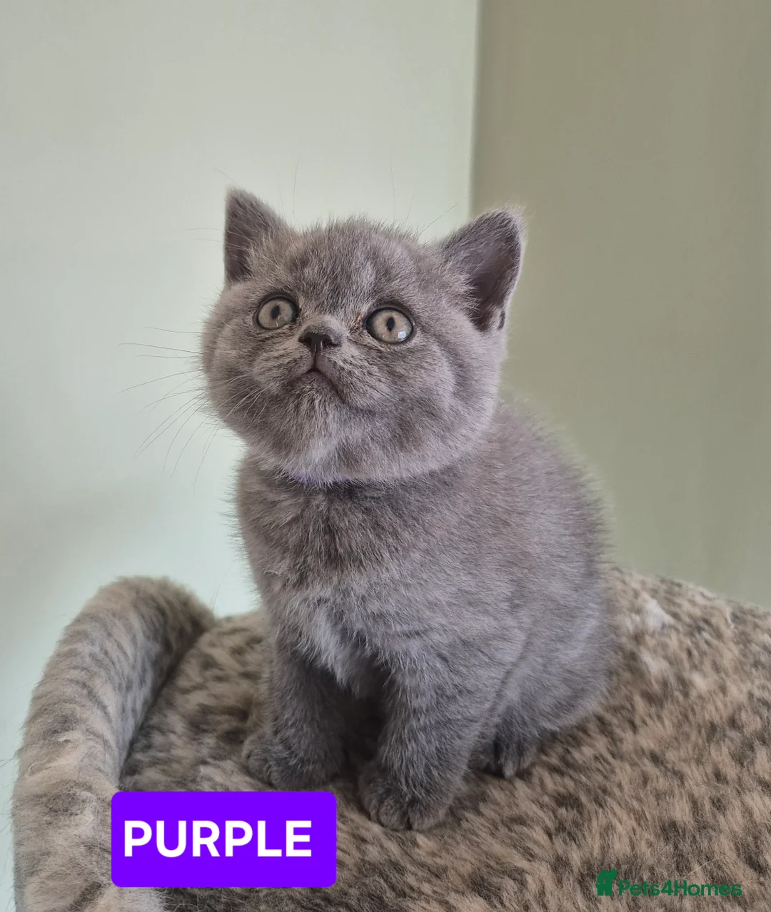 Scottish Fold cats for sale: 🐾 Beautiful Scottish Fold Kittens – £500 Each 🐾 - Advert 2