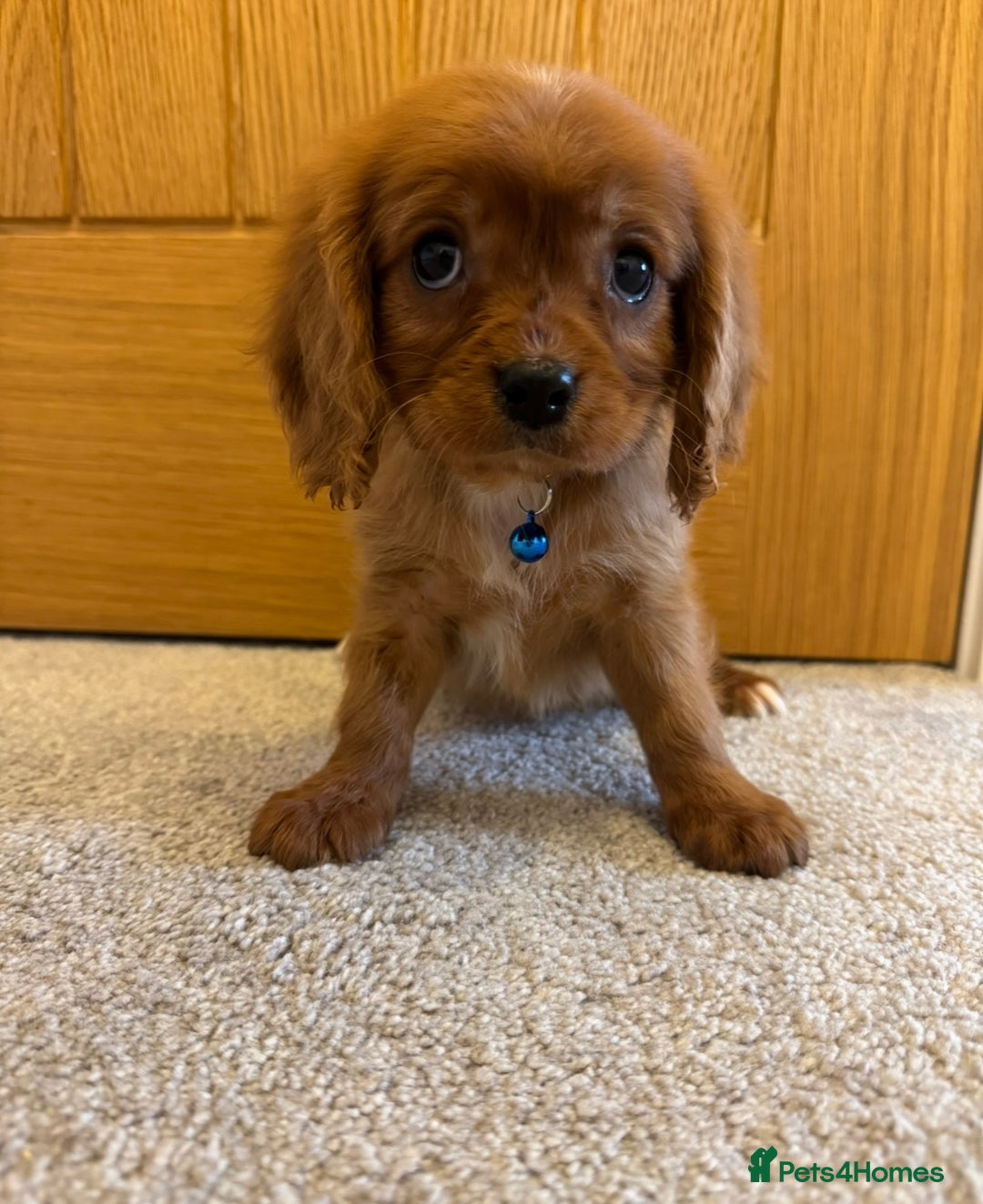 Cavalier King Charles Spaniel dogs for sale: Health tested cavalier King Charles  - Advert 3