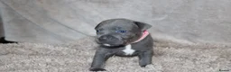 Staffordshire Bull Terrier dogs for sale: KC Staffords | Blue & Black | Champion Bloodlines - Advert 29