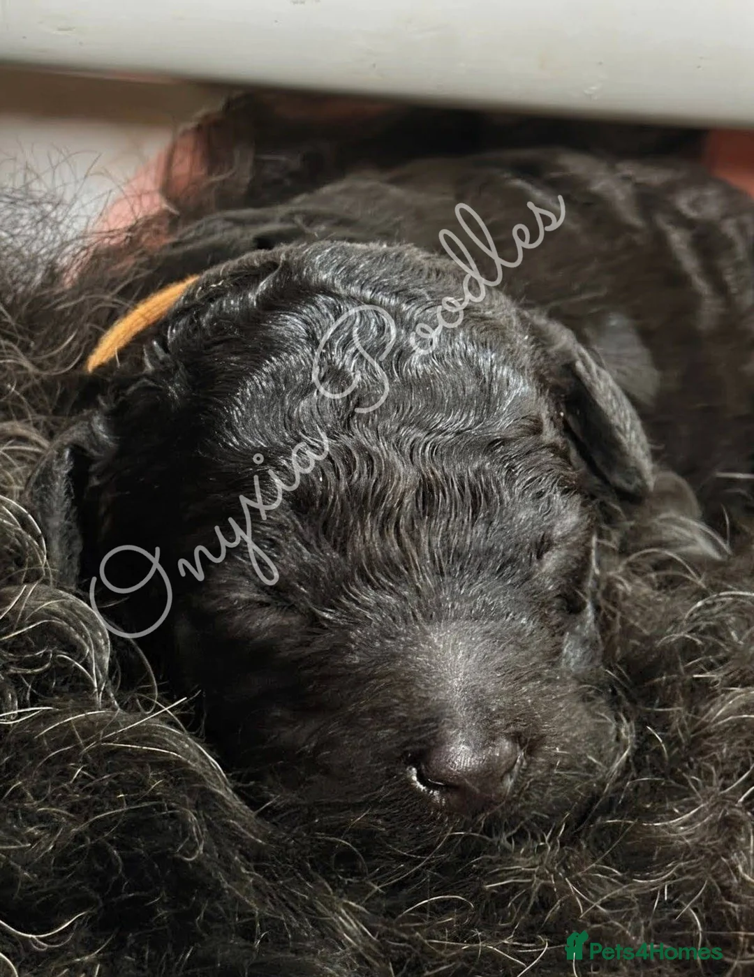 Standard Poodle dogs for sale: Stunning Litter of Standard Poodle Puppies! - Advert 6