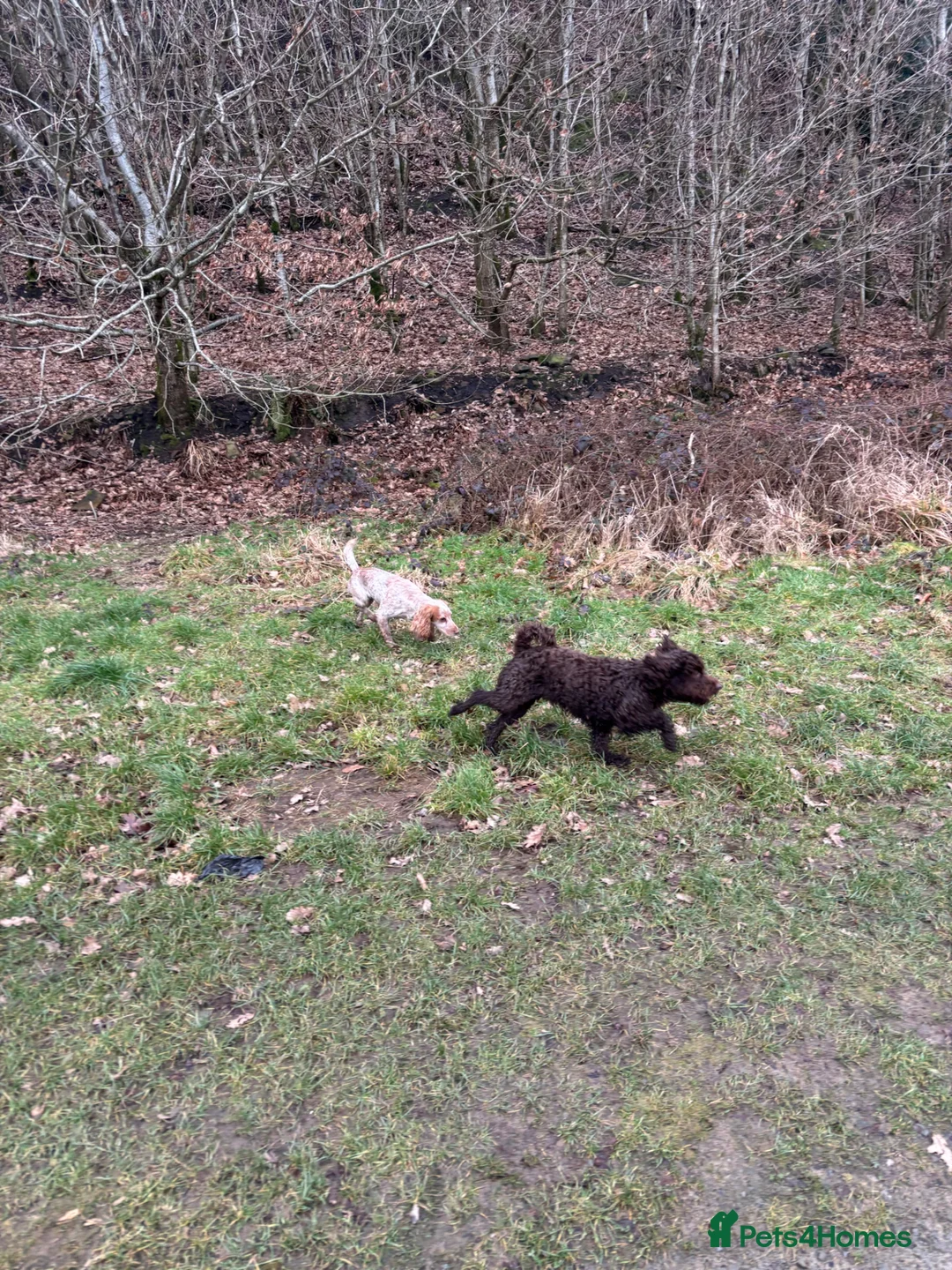 Cocker Spaniel dogs for sale: sister due - Advert 3